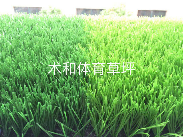 运动草坪